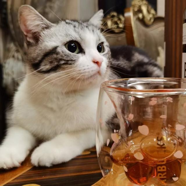 蝠云小工