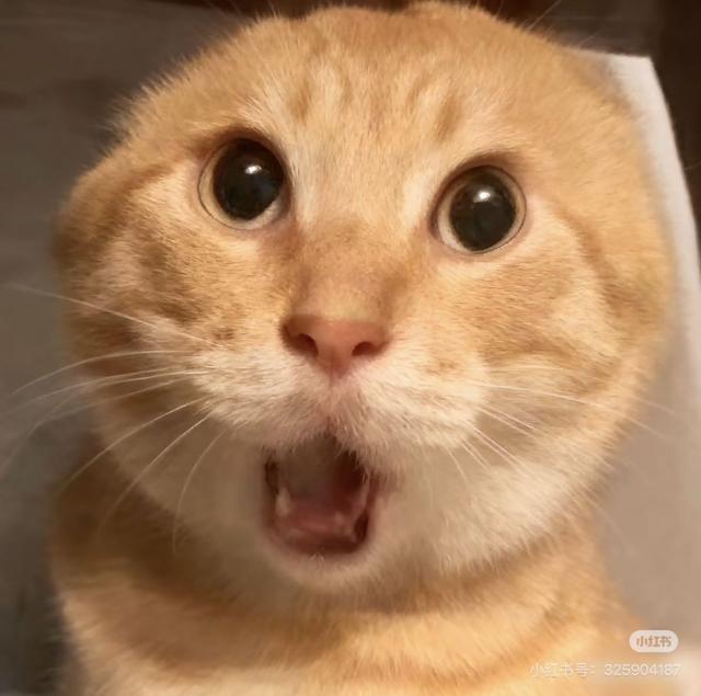 哈基米南…(自动加价)