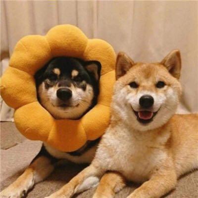 A_canno