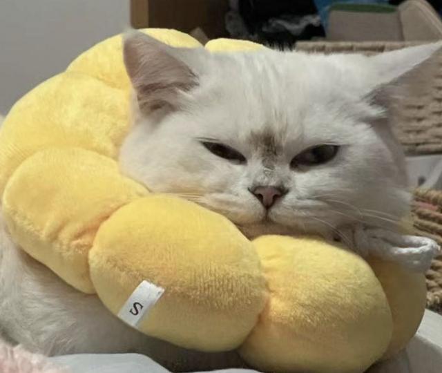 金胖子
