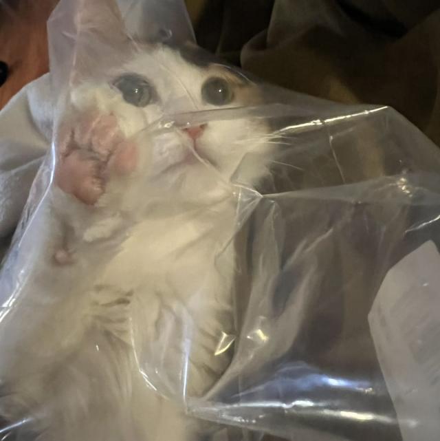 酒洛