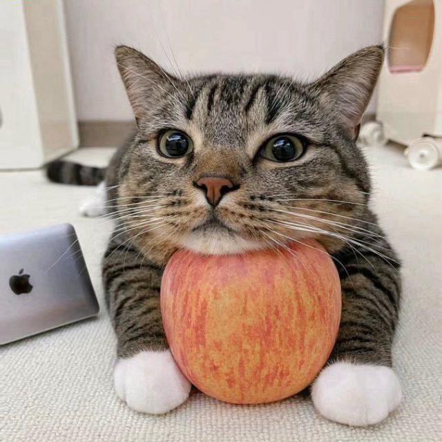 最爱果味小甜水