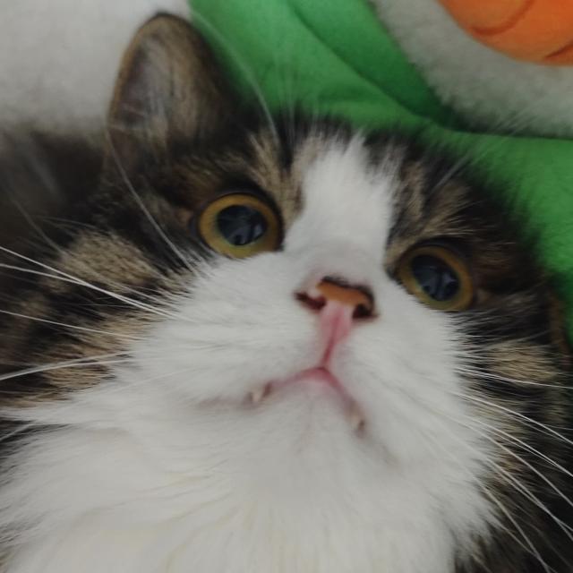小猫统治世界