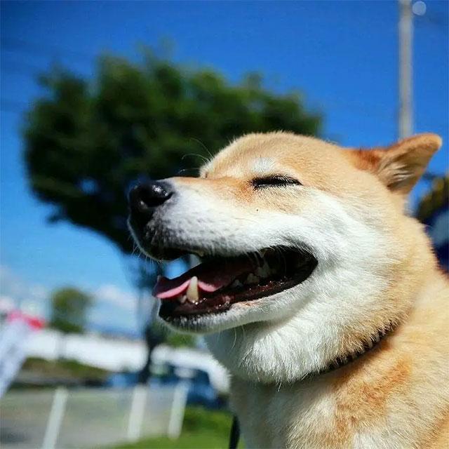 玩套路吗