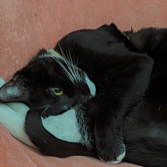 Bob1217(自动加价)