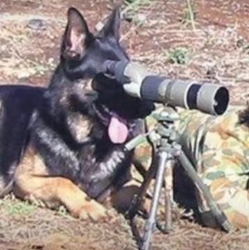 爱吃萝卜…(自动加价)