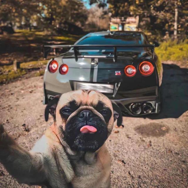 奥克尼群岛的石楠花