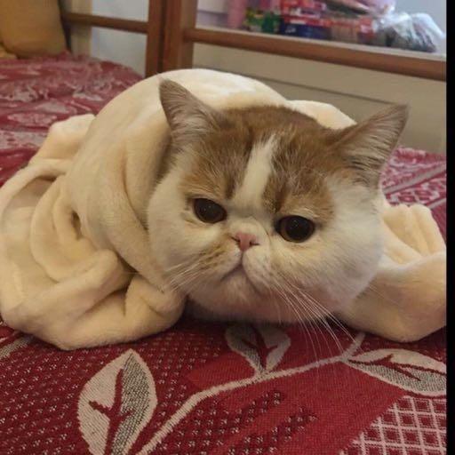 网友ijkr(自动优先)