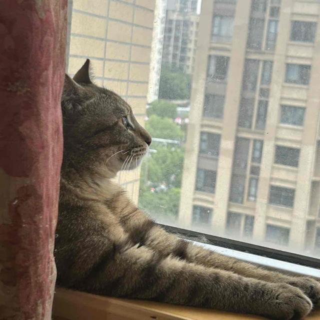 小辛巴