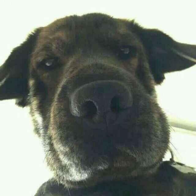 阿虎