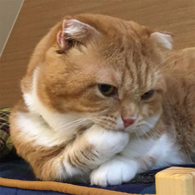 追尾的猫