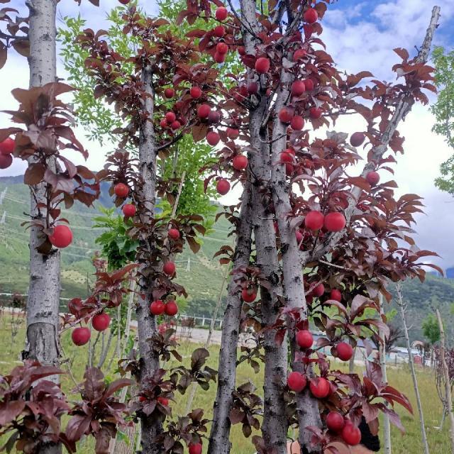 威士忌杂货铺666