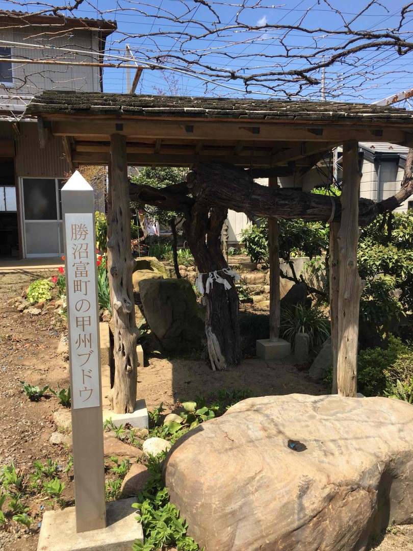 日本最牛逼的葡萄酒之一的大和葡萄出品，日本漫画酒之神里都有的古代甲物130年老藤，看好日本葡萄酒在世界崛起
