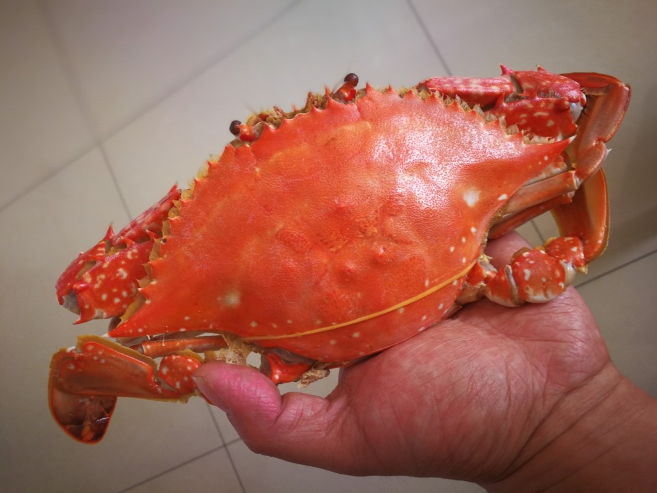 大吉大利，中午吃蟹