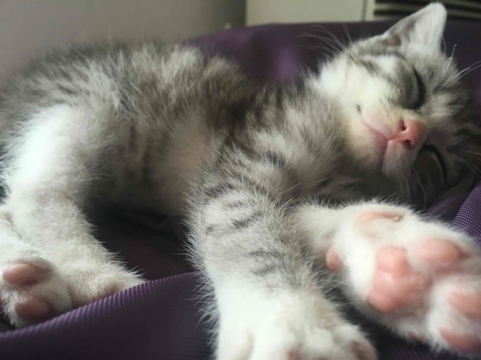 猫酒两不误