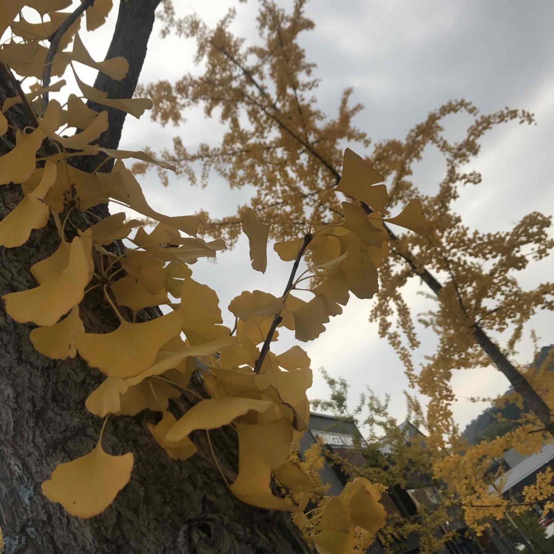 去了北京老司机推荐的格兰酒吧，喝了一杯octomore和springbank，于是就开启了美好的首都之旅…