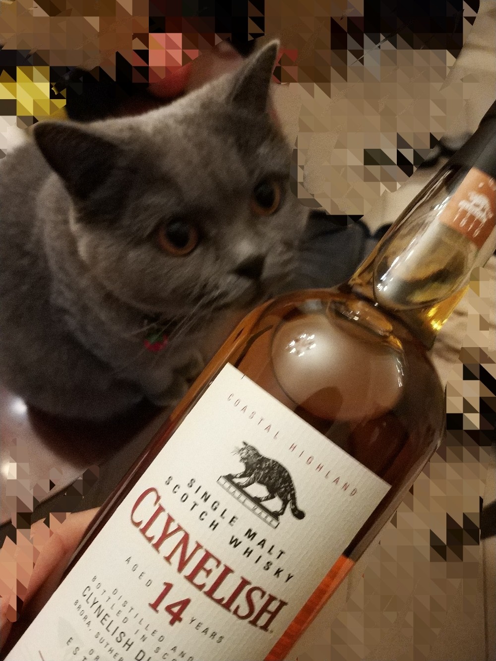 猫来了😁😁