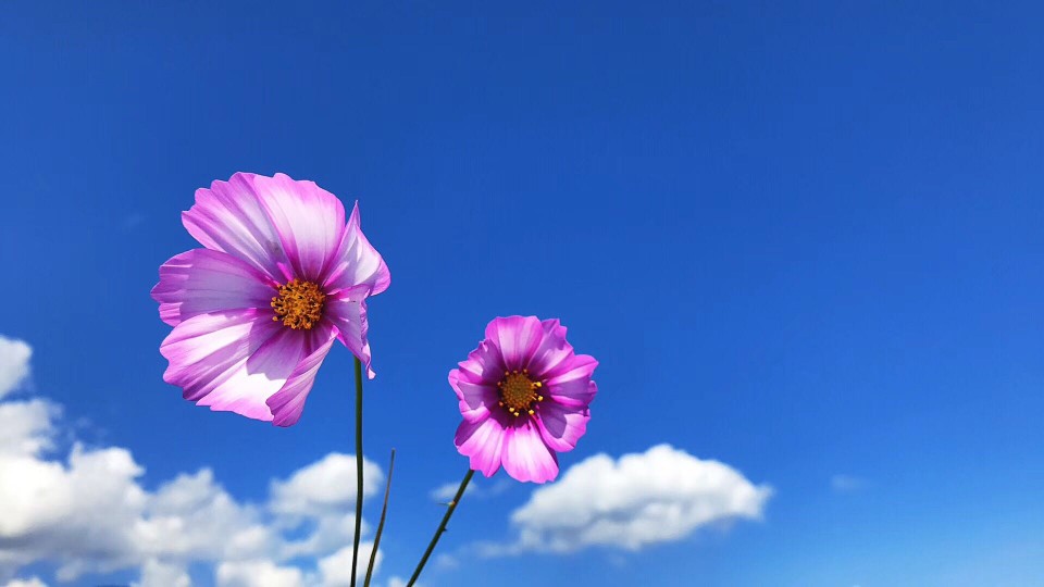 我，去过田野，到过海子边，闻过花香……