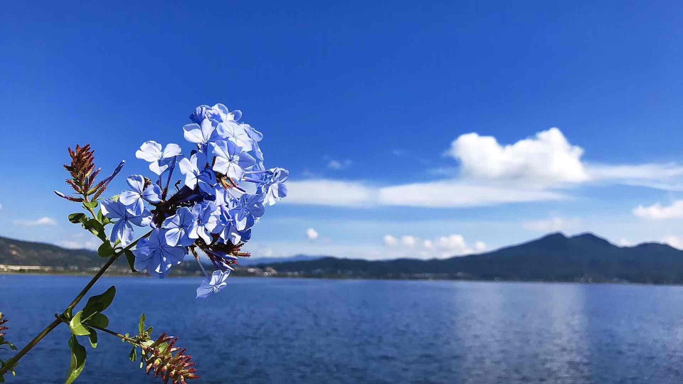 我，去过田野，到过海子边，闻过花香……