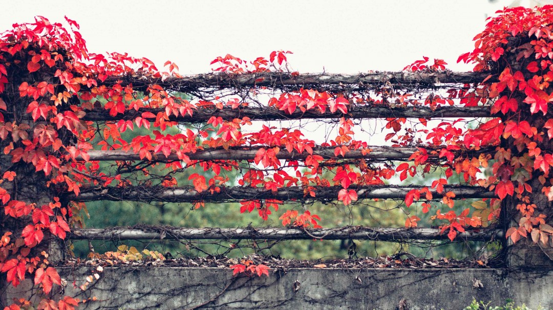 这种植物会让你想起什么酒🤪