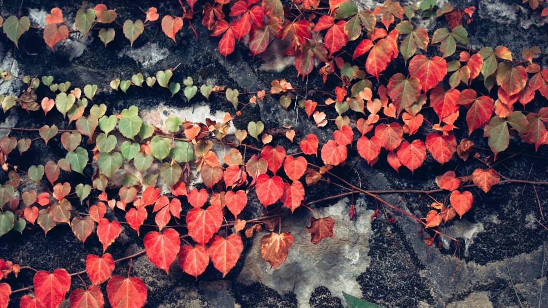 这种植物会让你想起什么酒🤪