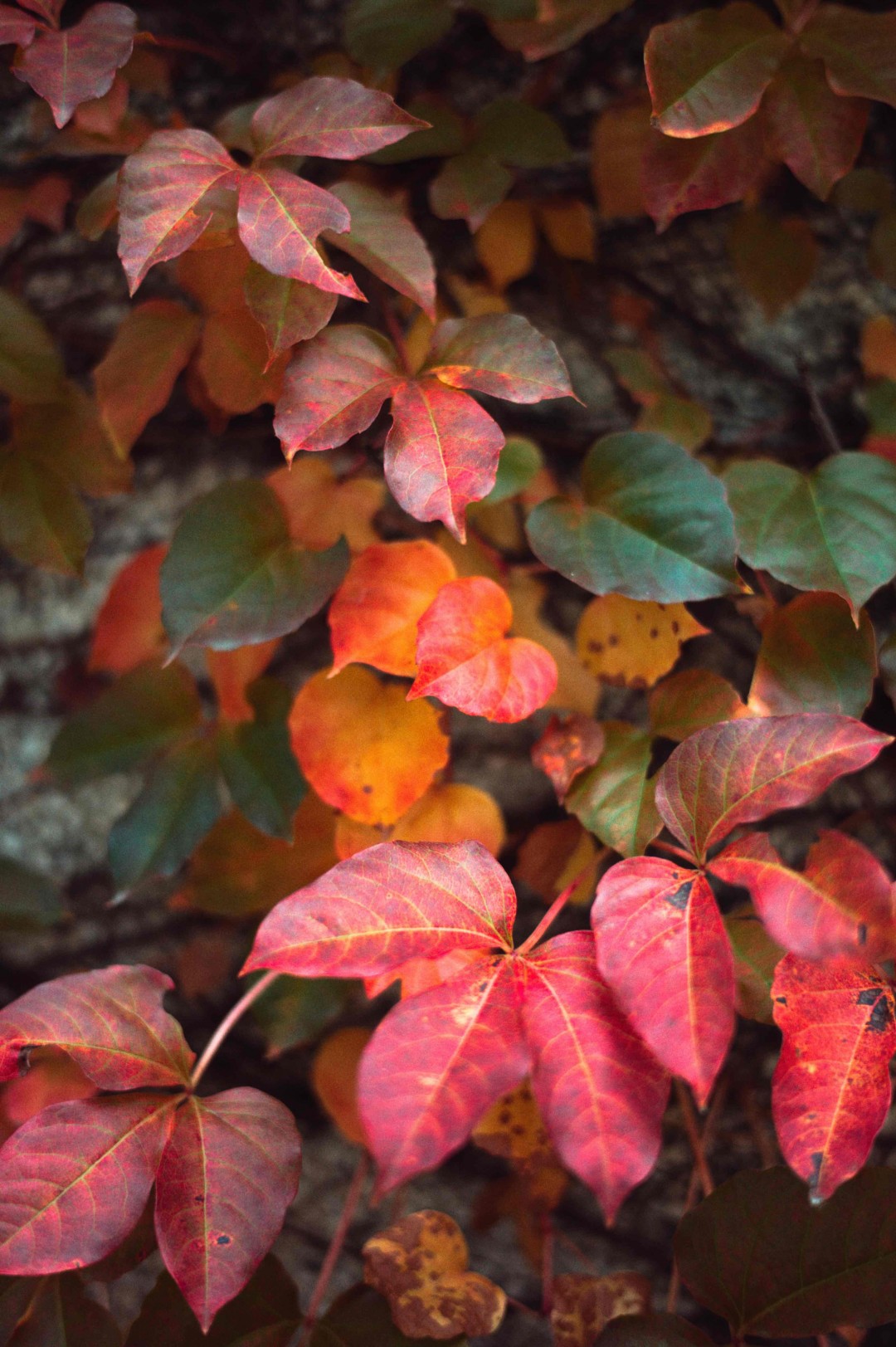 这种植物会让你想起什么酒🤪