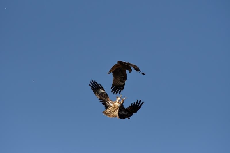 2017.我的威士忌故事