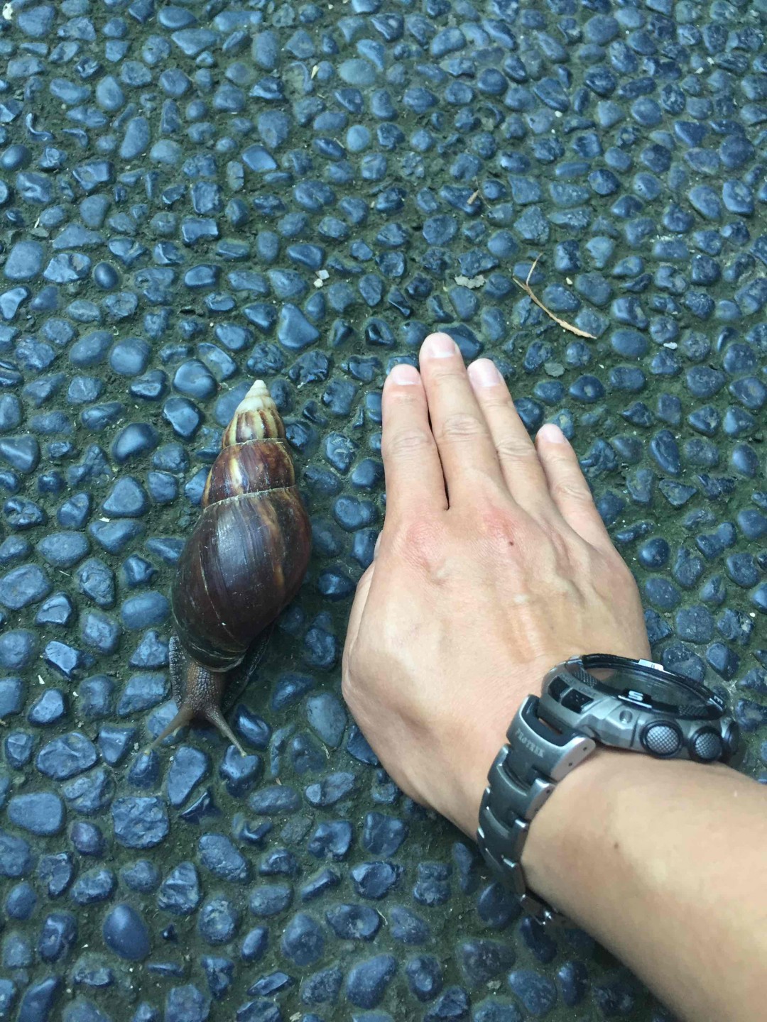 One night in Hibiki<img src='https://sdata.whiskyworm.com/xcxpics/emoji_14.png' class='emoji' />