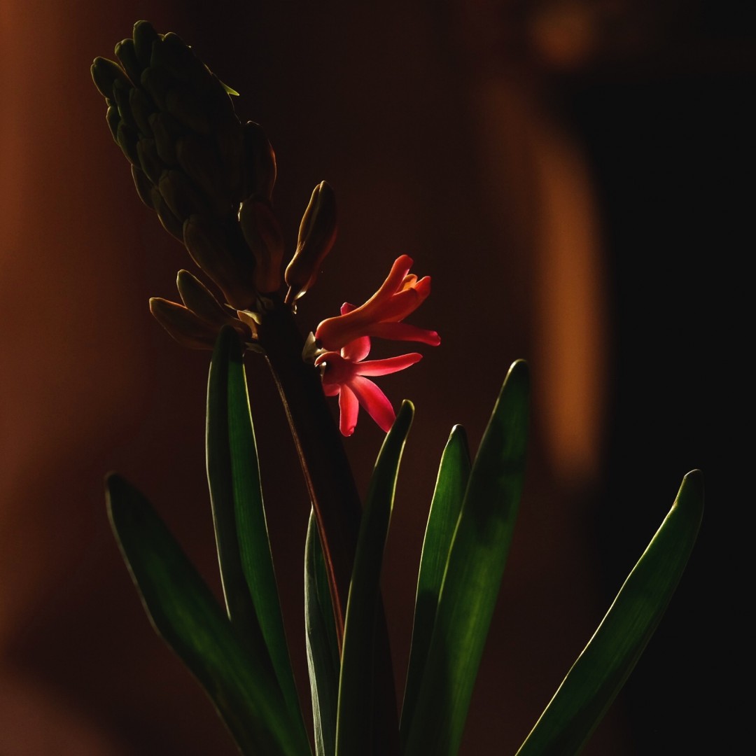 祝新春吉祥，身体健康，多喝好酒