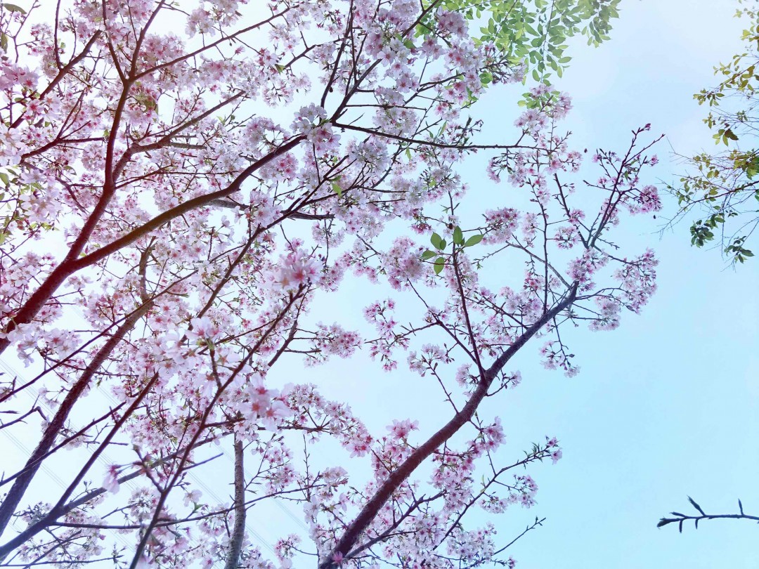 KAVALAN 獨飲 ～ 虎の選