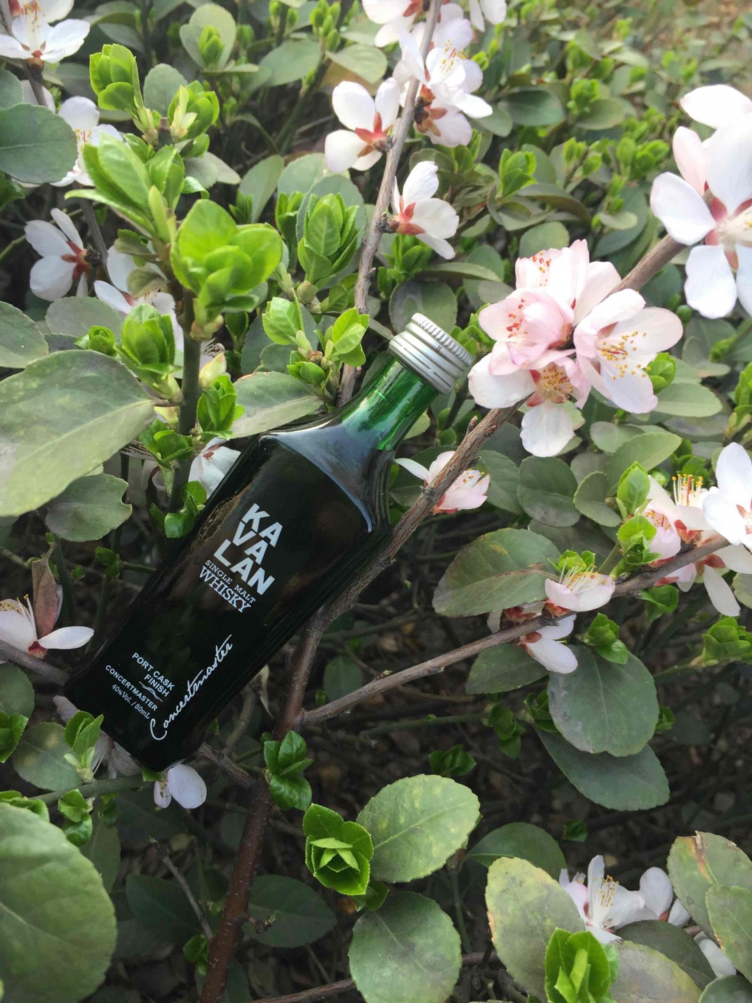 踏春-威士忌的春天