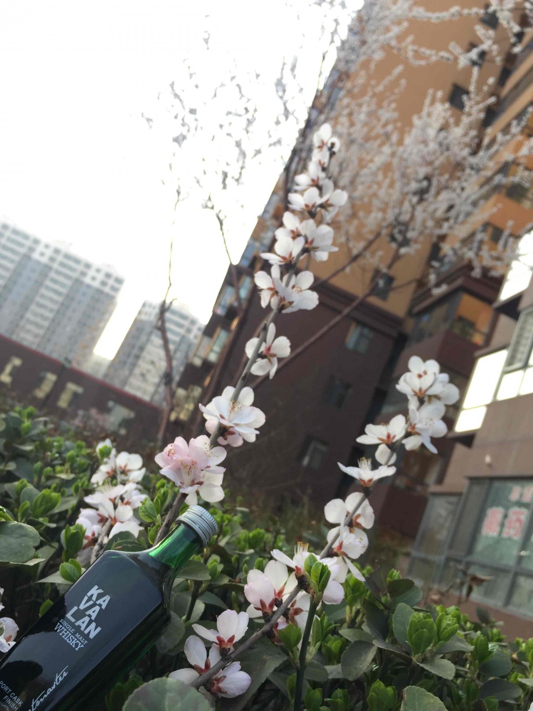 踏春-威士忌的春天