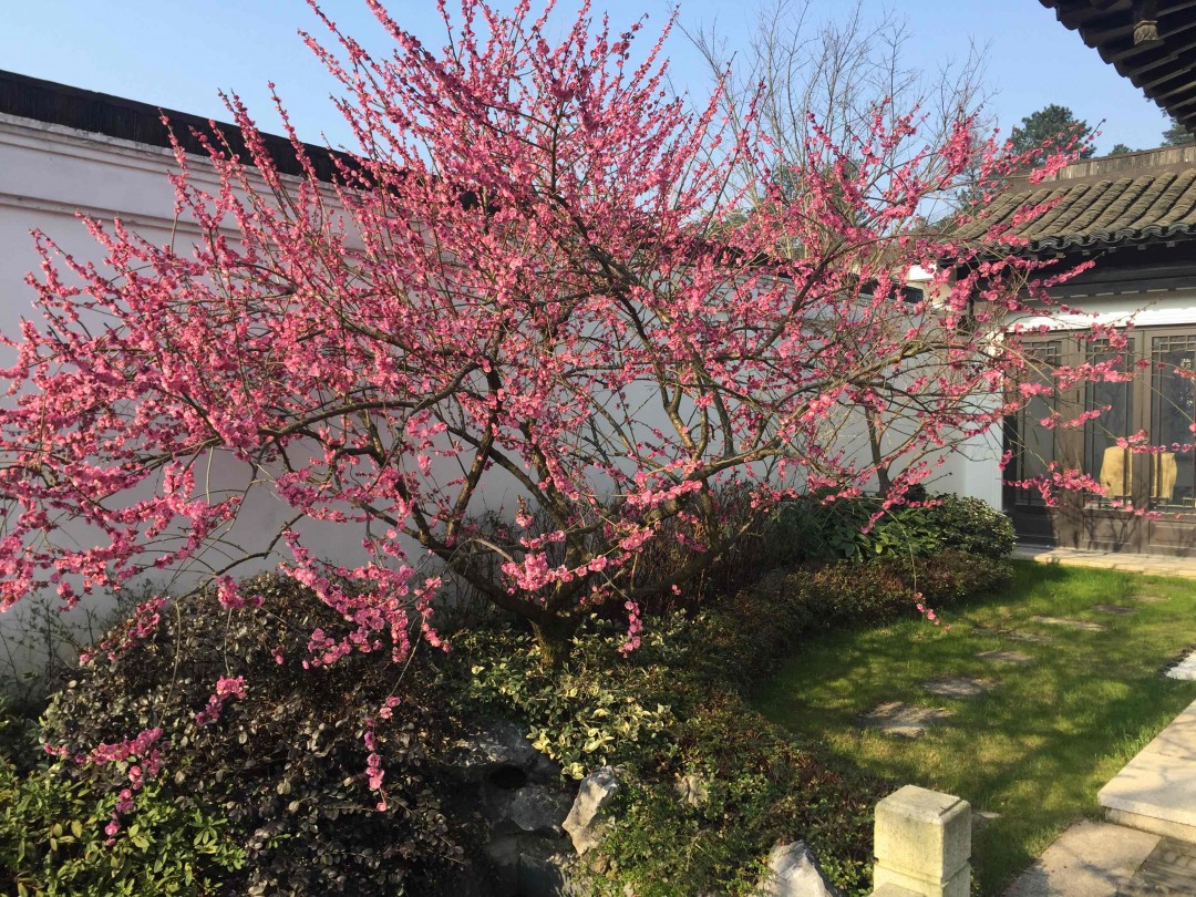 酒虫踏春之樱花树下赏樱花