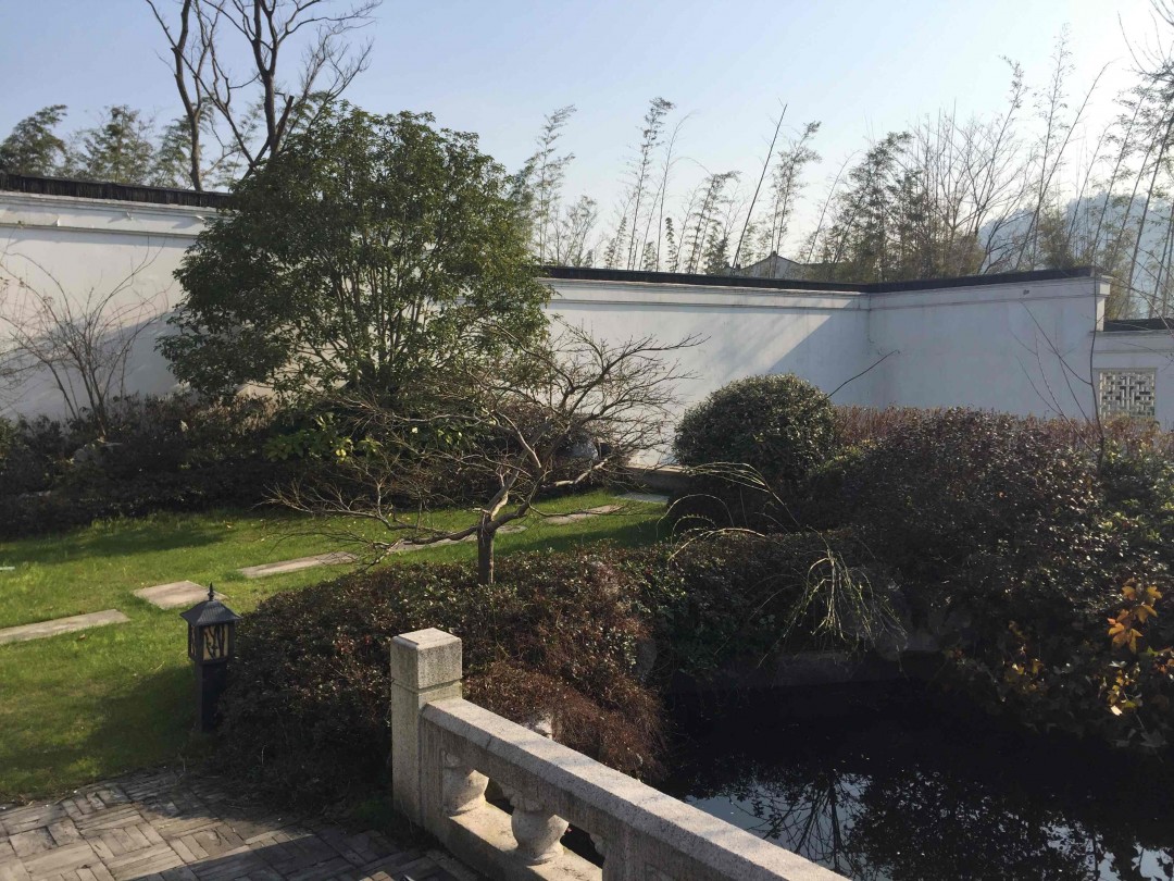 酒虫踏春之樱花树下赏樱花