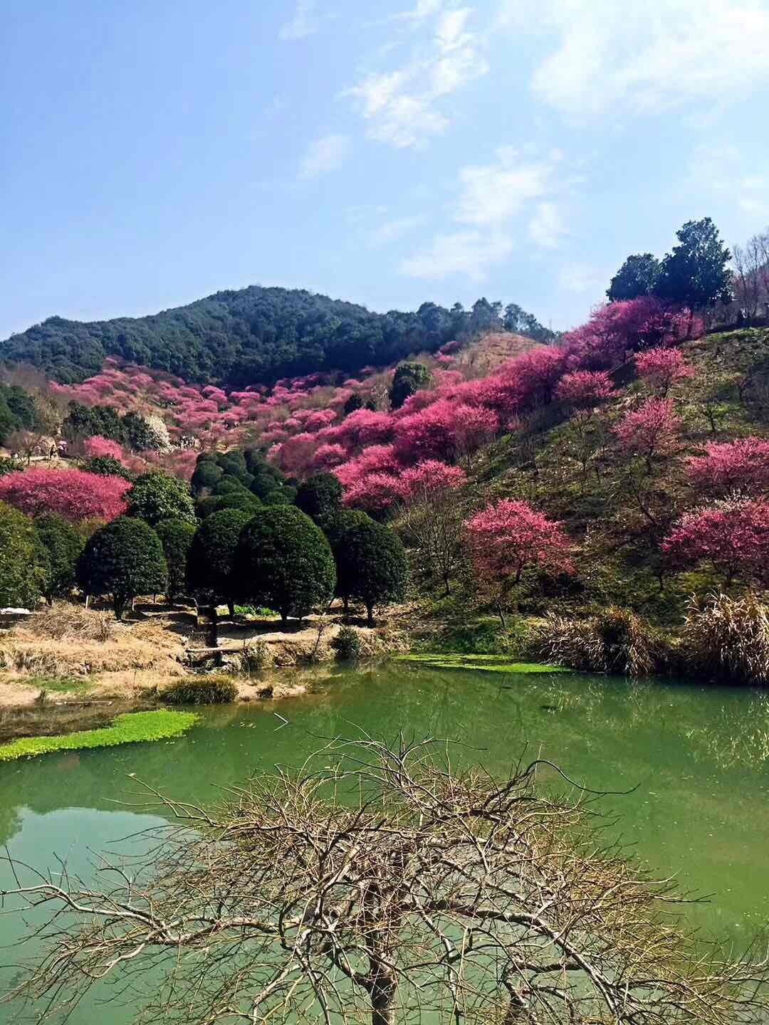 酒虫踏春之春暖花开<img src='https://sdata.whiskyworm.com/xcxpics/emoji_13.png' class='emoji' />