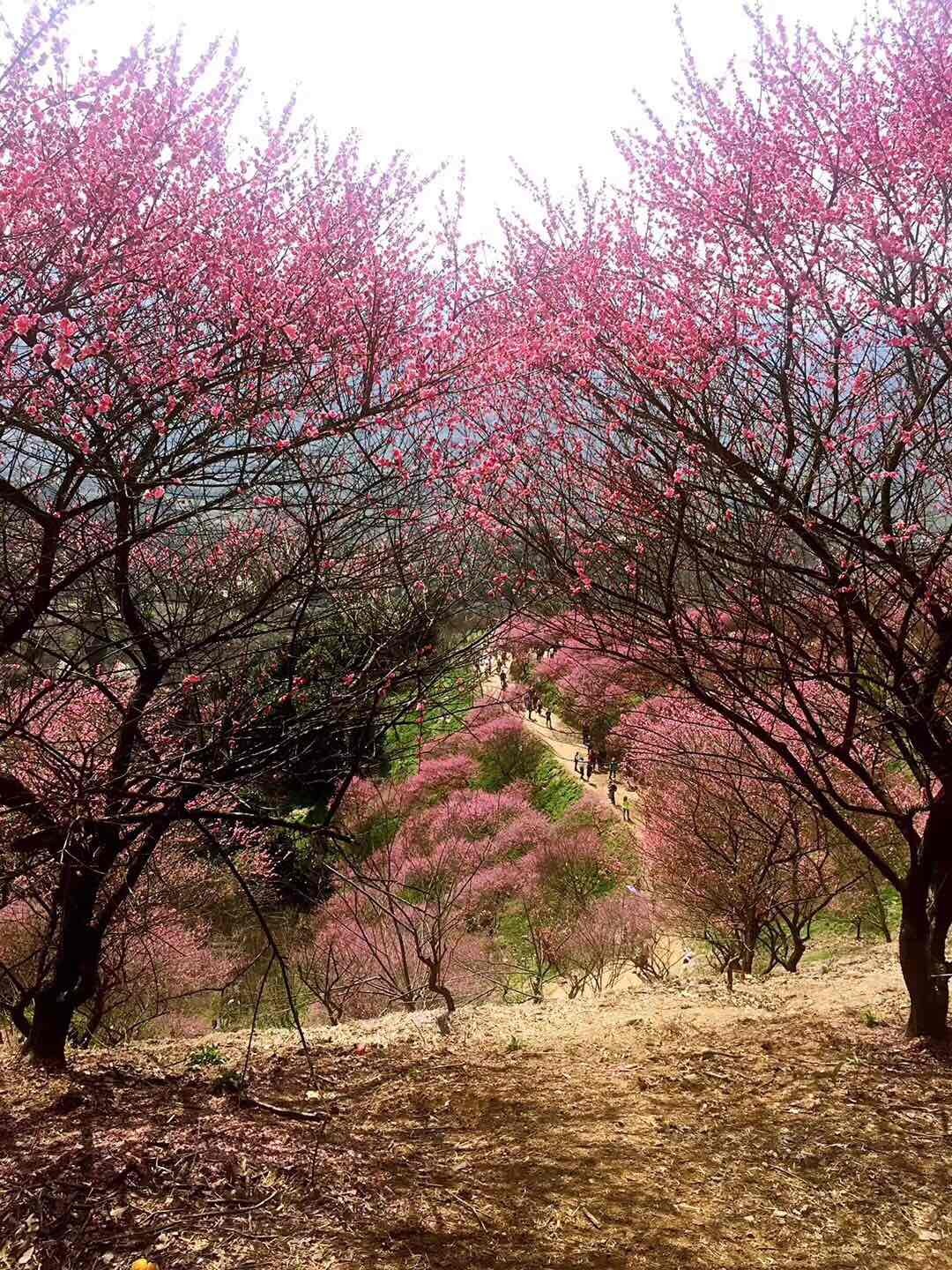 酒虫踏春之春暖花开<img src='https://sdata.whiskyworm.com/xcxpics/emoji_13.png' class='emoji' />