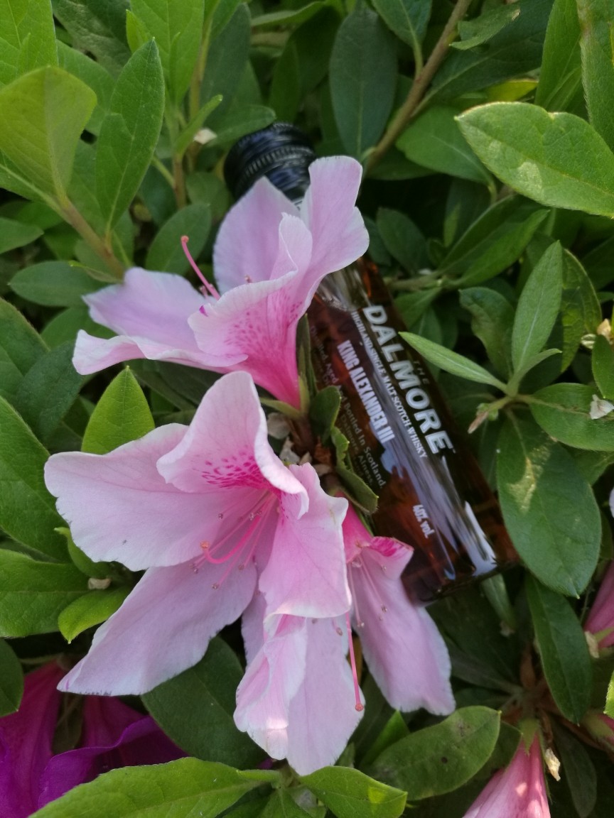 酒虫踏春之温柔乡中的国王