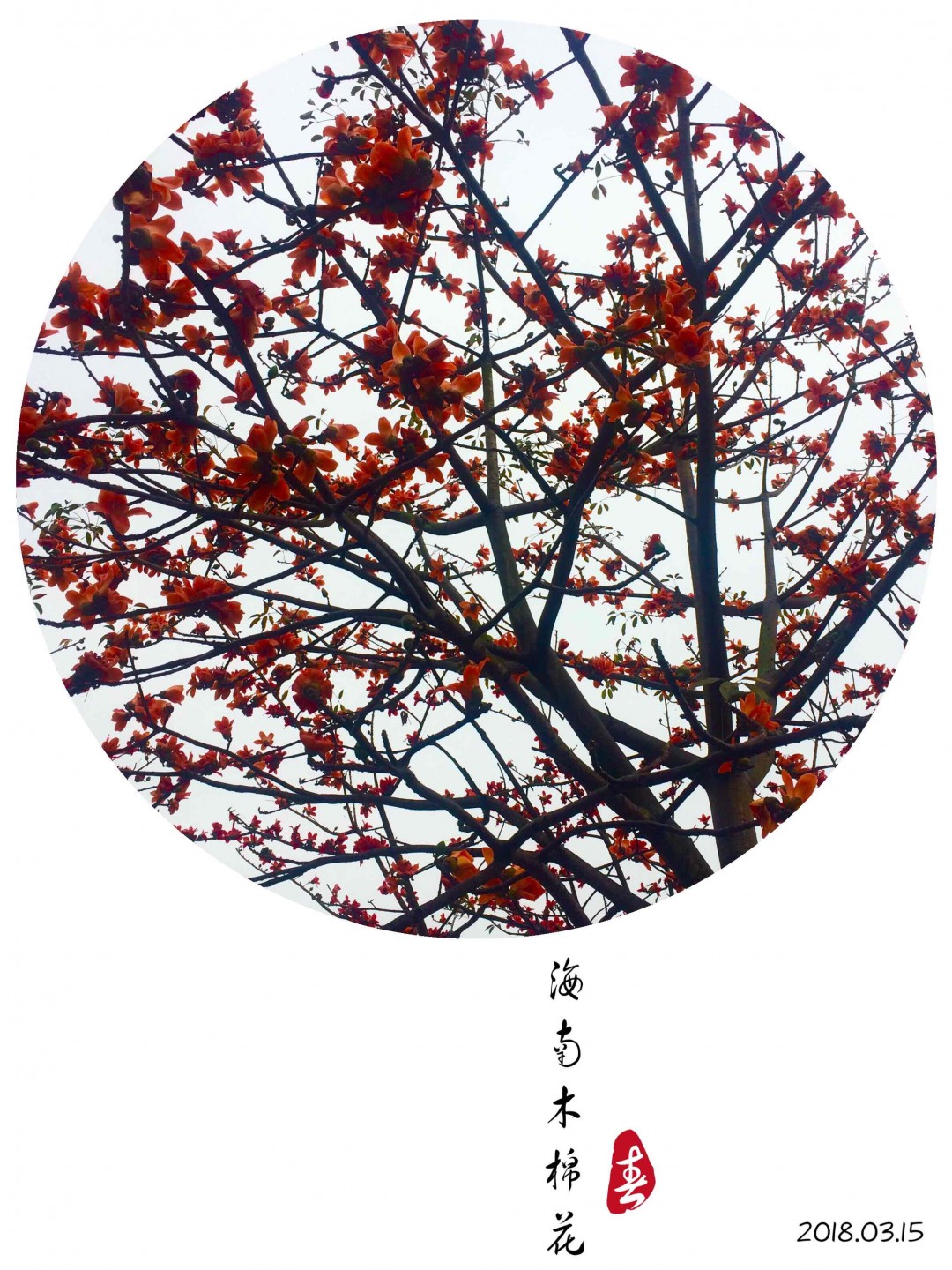 酒虫踏春之海南木棉花