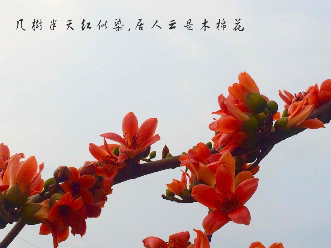 酒虫踏春之海南木棉花