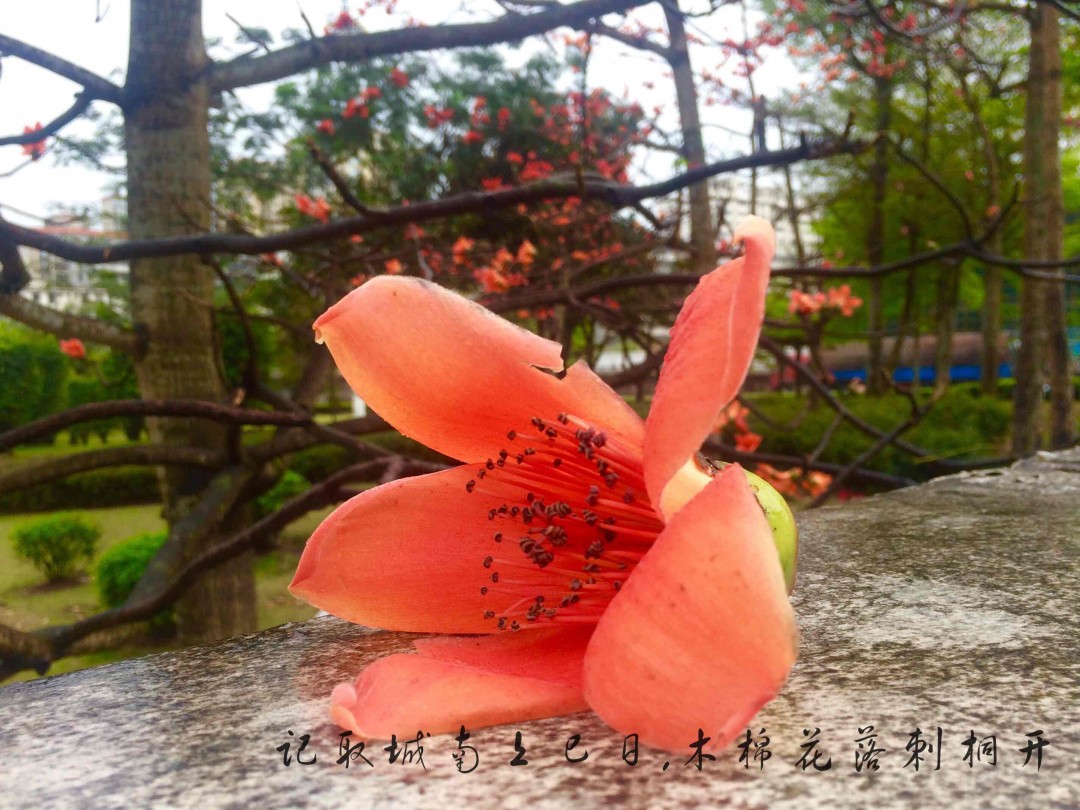酒虫踏春之海南木棉花