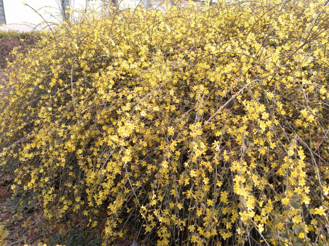 酒虫踏春之 溜娃