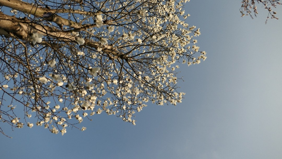 酒虫踏春，春江水暖鸭先知