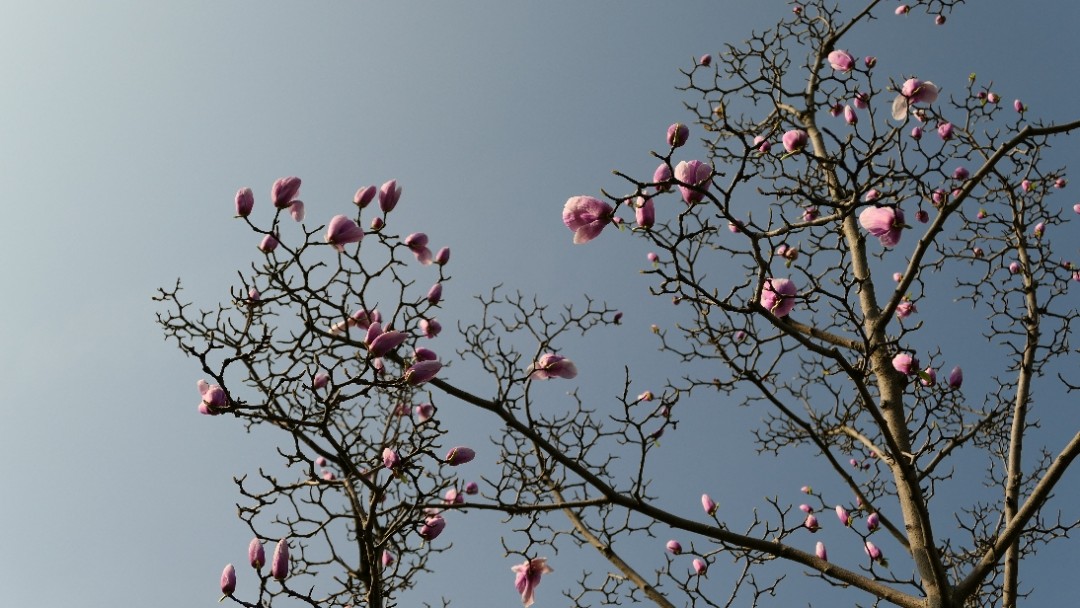 酒虫踏春，春江水暖鸭先知