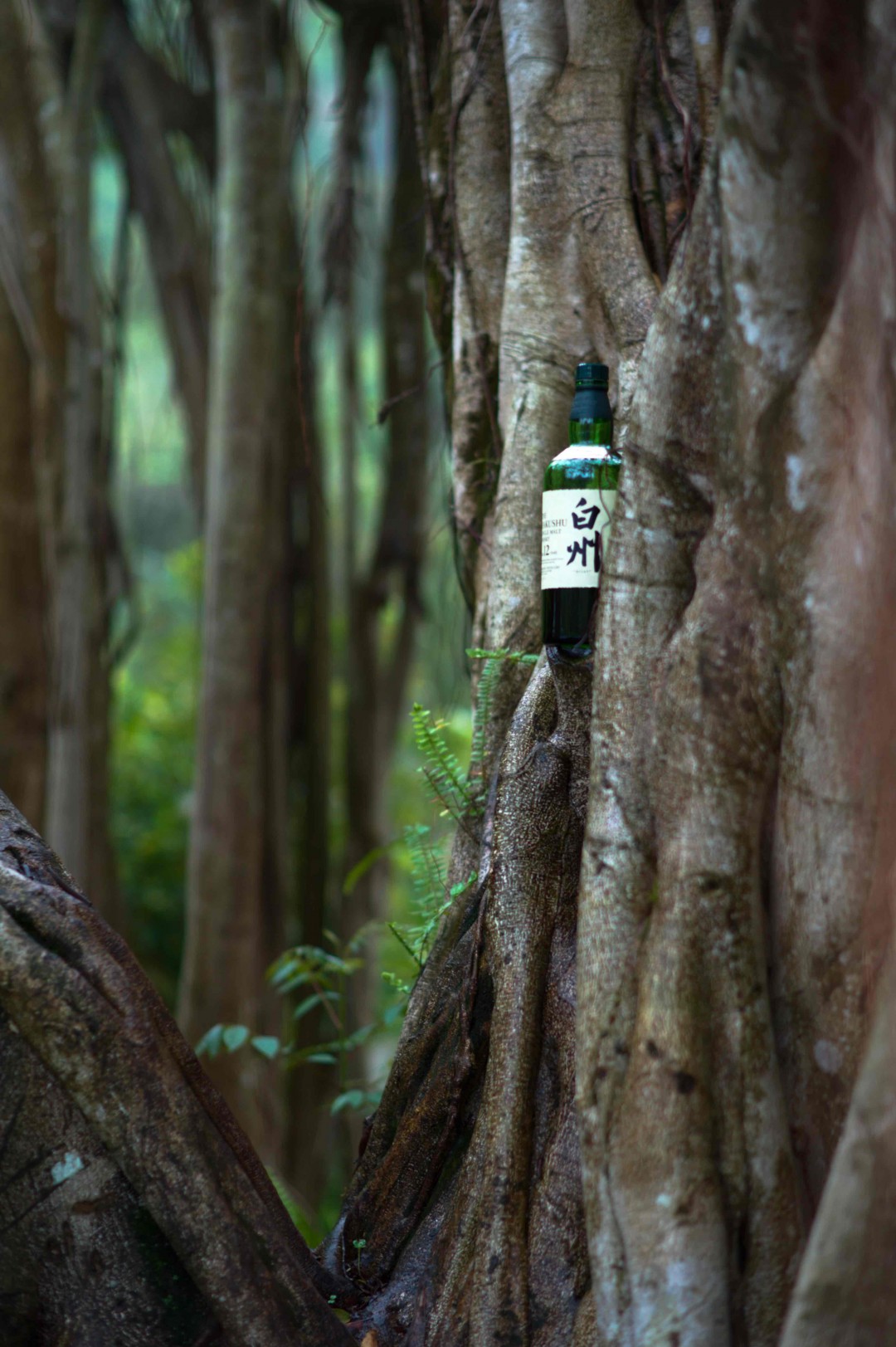 酒虫踏青之树林系