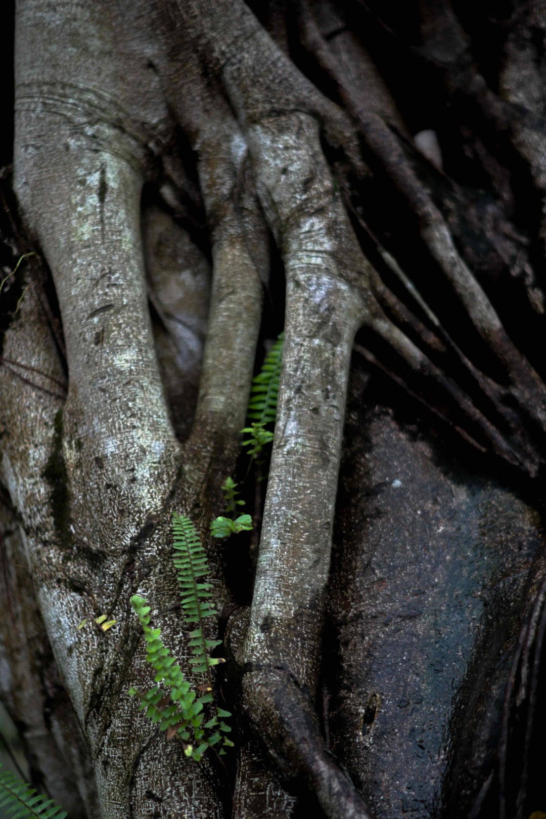 酒虫踏青之树林系