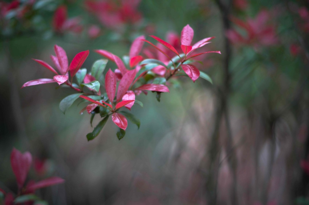 酒虫踏青之树林系