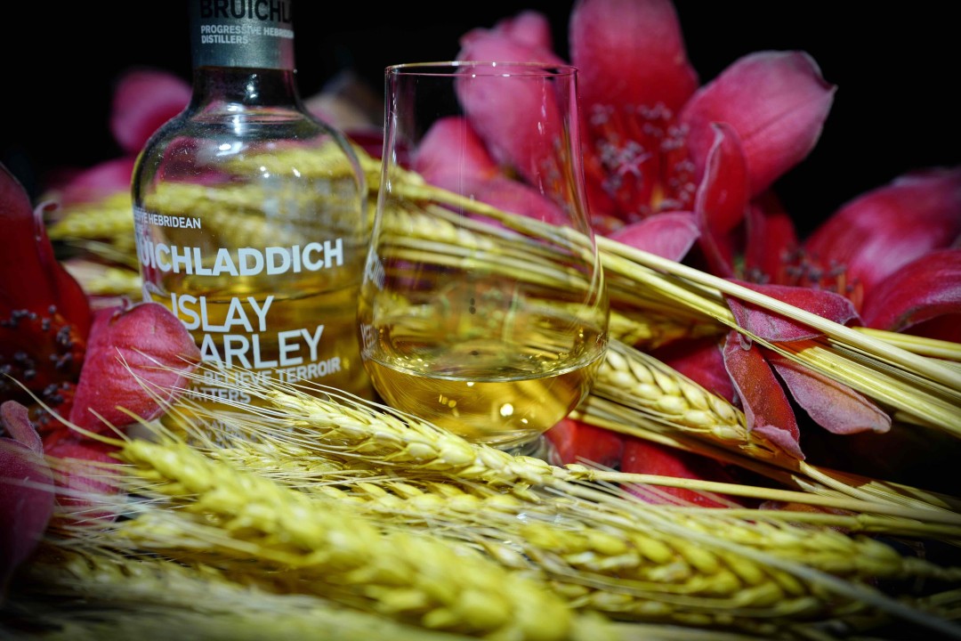 酒虫踏春 迎春花与麦芽香