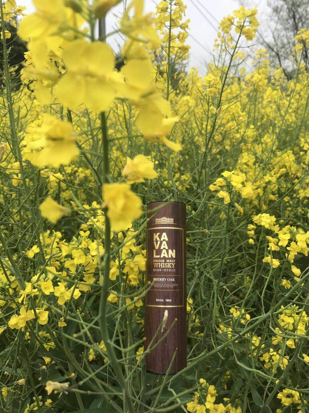 酒虫踏春之……嘎玛兰花开！ 春天踏青 ，金黄的油菜花盛开一片片 想起嘎玛兰最新获奖的雪莉桶。