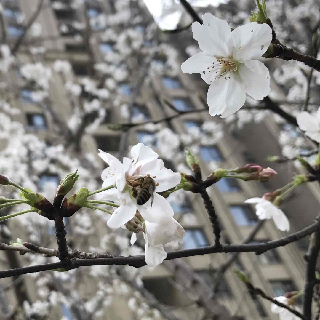 一本不错的关于Islay的书…