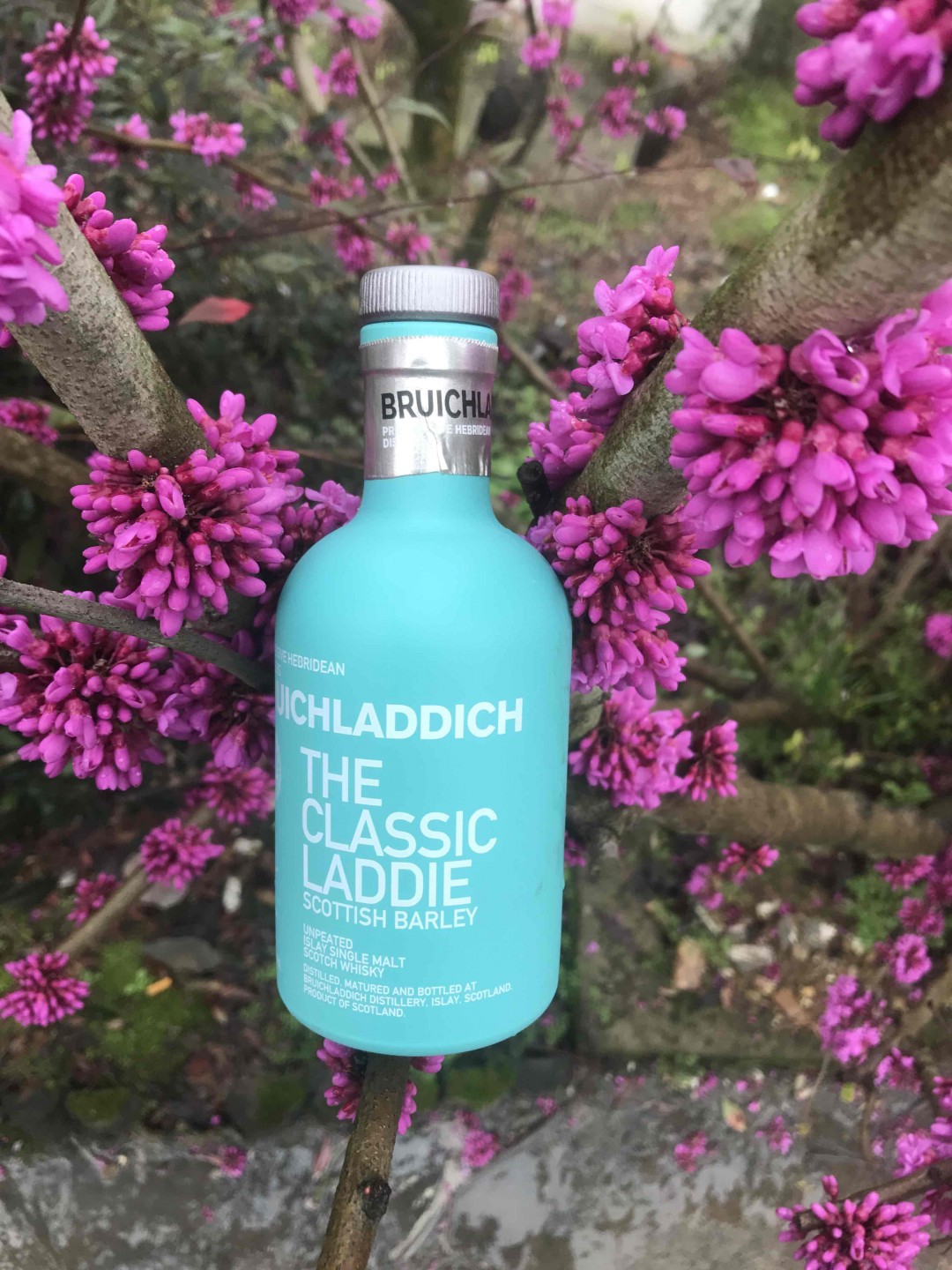 酒虫踏春之《也无风雨也无晴》